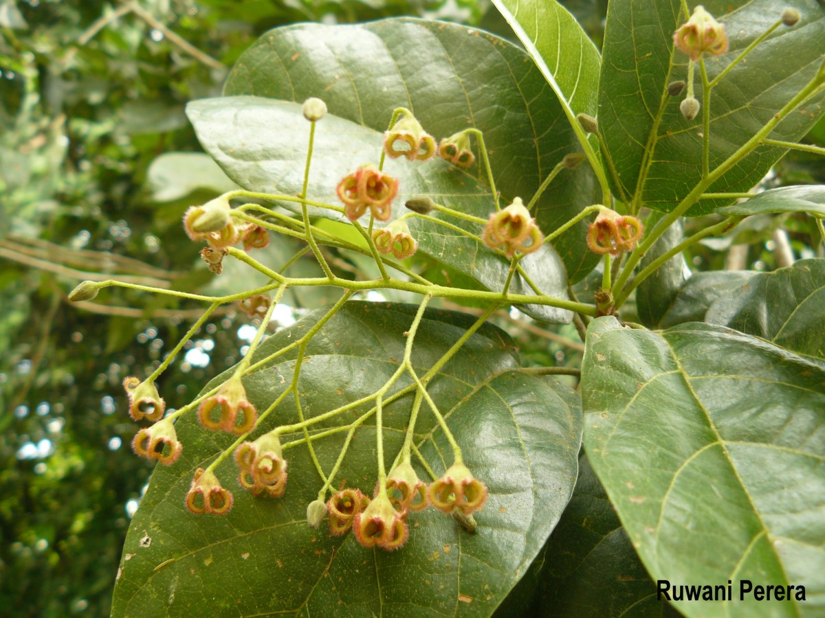 Sterculia balanghas L.